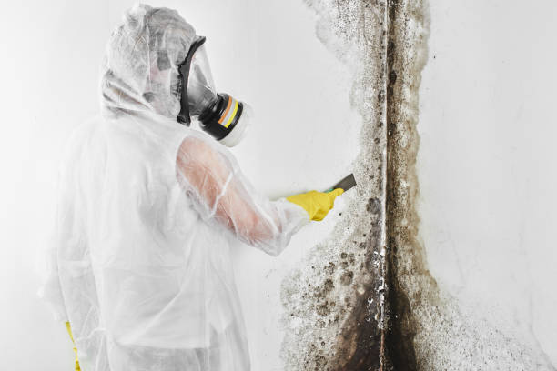 Best Attic Mold Removal  in Kingsley, IA