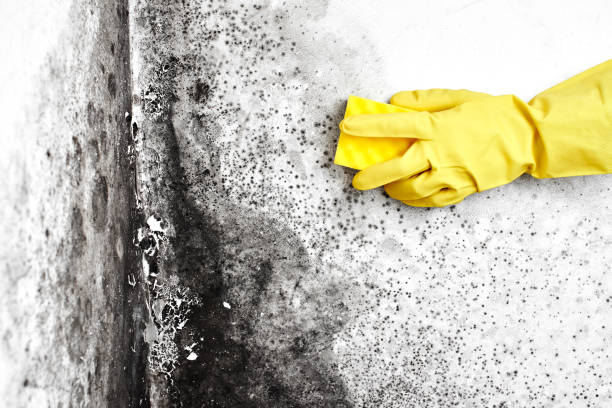 Best Emergency Mold Removal  in Kingsley, IA