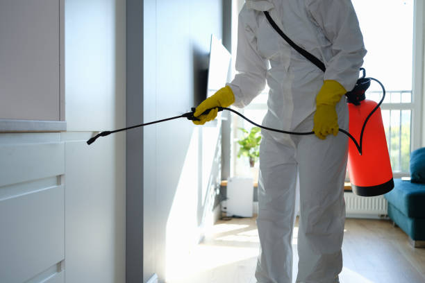 Best Local Mold Removal Service  in Kingsley, IA