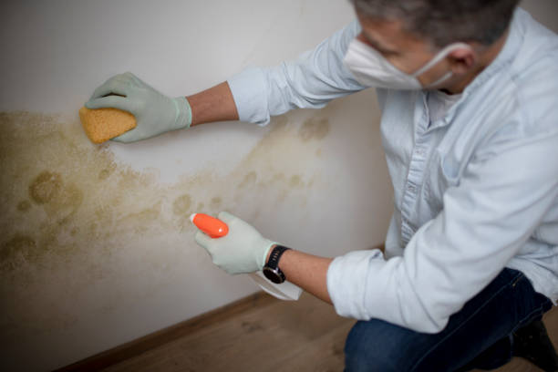 Best Fast Mold Removal  in Kingsley, IA