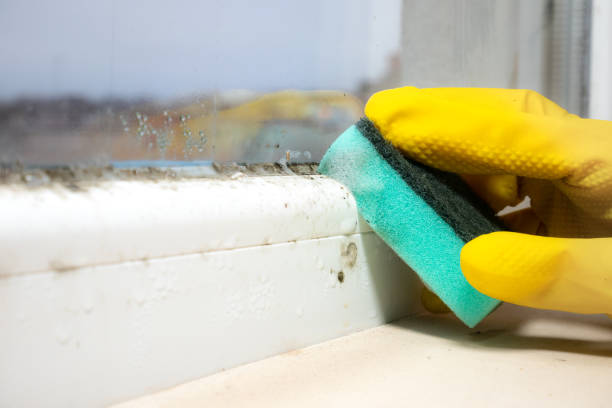Professional Mold Removal in Kingsley, IA