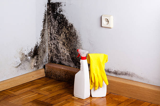 Mold Removal Process in Kingsley, IA
