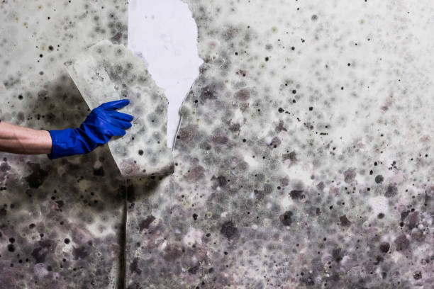 Best Mold Remediation  in Kingsley, IA